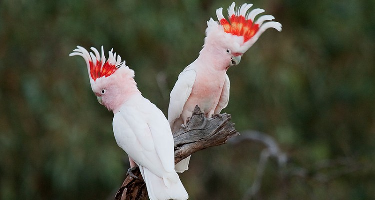 galah cockatoo vs senegal parrot